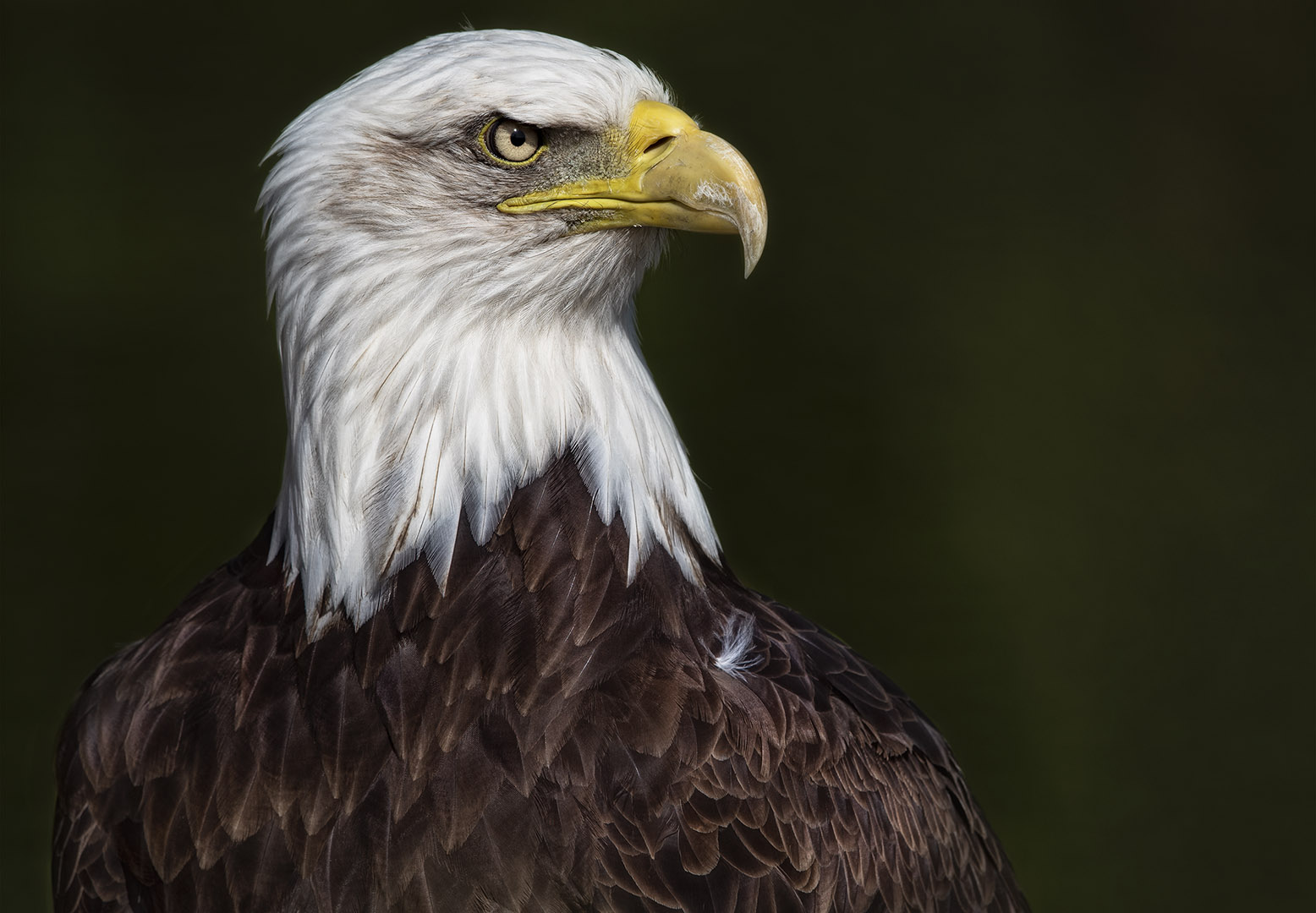 Marcel Van Balken (Netherlands) Sea Eagle2